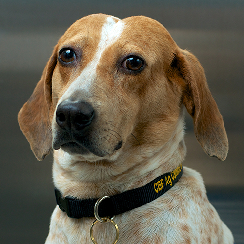 Salty, a member of the 2013 Beagle Brigade.