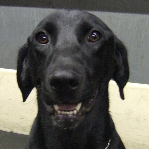 Samba, a member of the 2013 Beagle Brigade.
