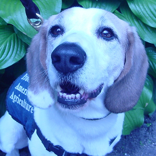 Shelby, a member of the 2013 Beagle Brigade.