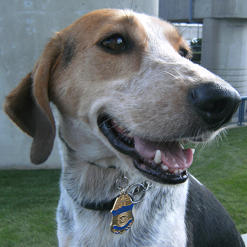 Shimmer, a member of the 2013 Beagle Brigade.