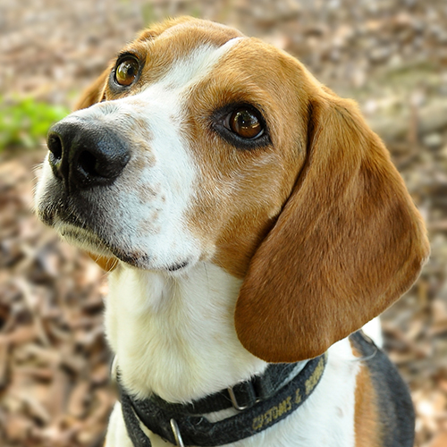 Skye, a member of the 2013 Beagle Brigade.