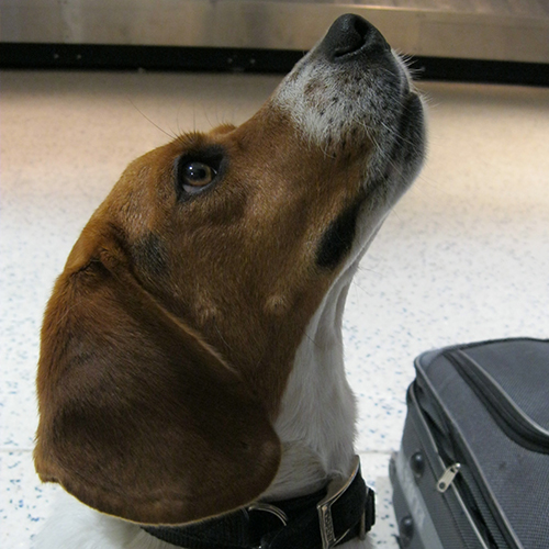 Sonny, a member of the 2013 Beagle Brigade.
