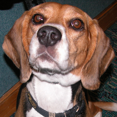 Sophia, a member of the 2013 Beagle Brigade.