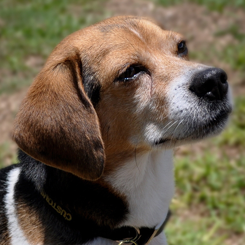 Speedy, a member of the 2013 Beagle Brigade.