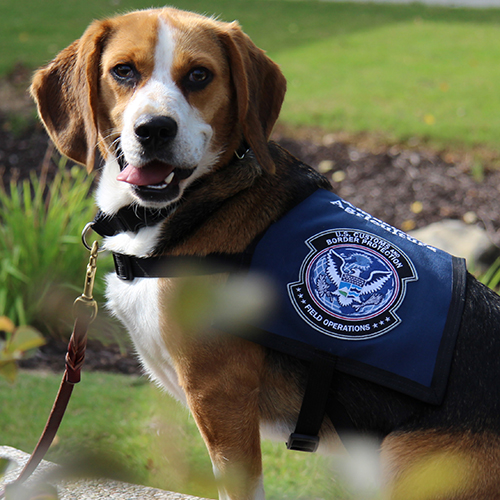 Spunky, a member of the 2013 Beagle Brigade.