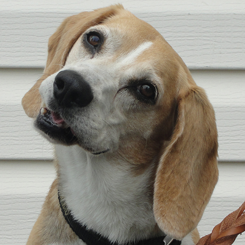 Thomas, a member of the 2013 Beagle Brigade.
