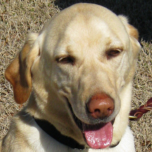 Tig, a member of the 2013 Beagle Brigade.
