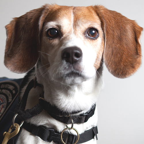 Tillie, a member of the 2013 Beagle Brigade.