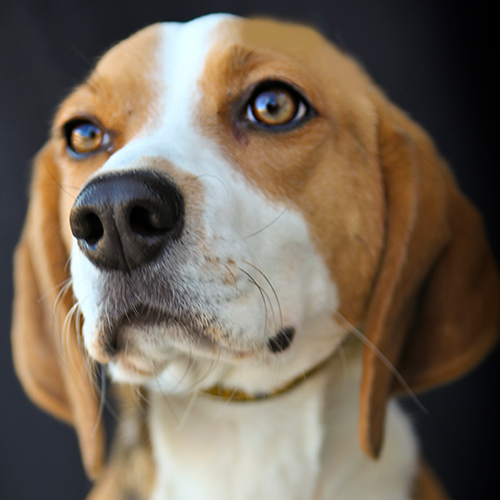 Tinker, a member of the 2013 Beagle Brigade.
