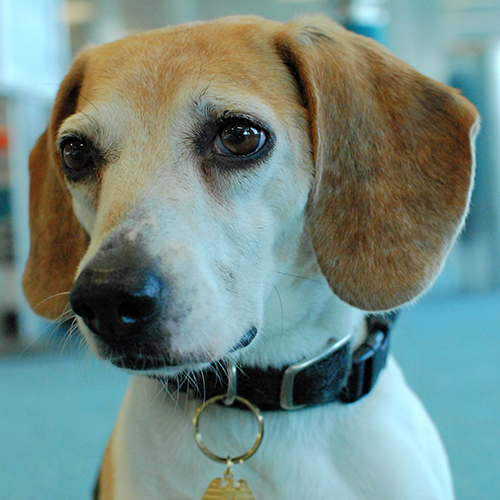 Toffee, a member of the 2013 Beagle Brigade.