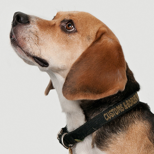 Tucker, a member of the 2013 Beagle Brigade.