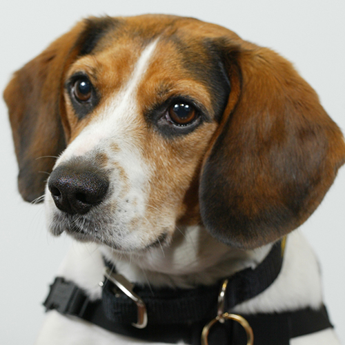 Tyco, a member of the 2013 Beagle Brigade.