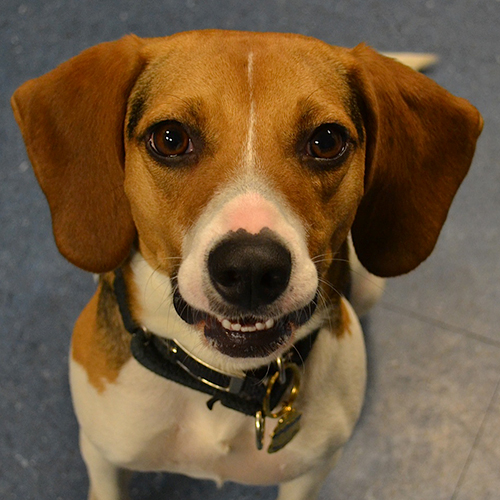 Violet, a member of the 2013 Beagle Brigade.