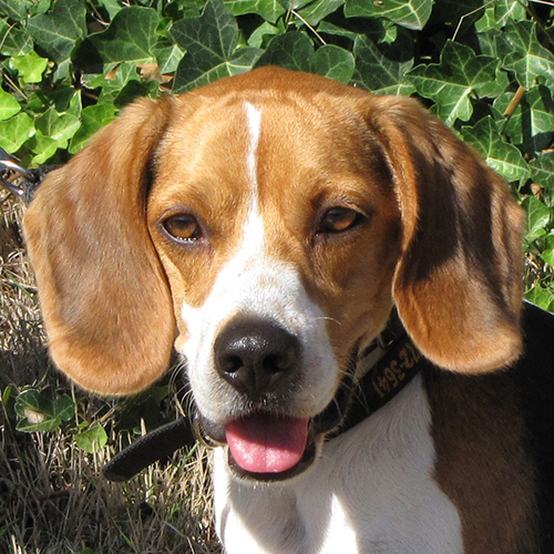 Woodrow, a member of the 2013 Beagle Brigade.