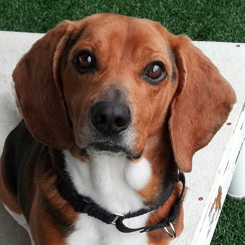 Yodel, a member of the 2013 Beagle Brigade.