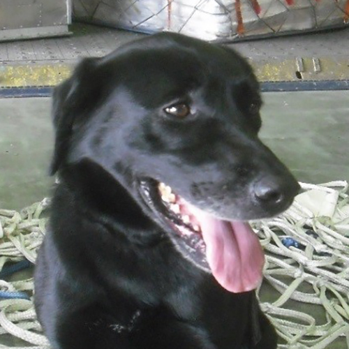 Brie, a member of the 2015 Beagle Brigade.