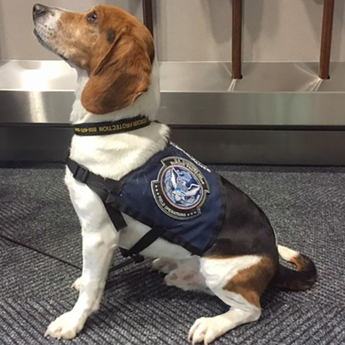 Bryce, a member of the 2015 Beagle Brigade.