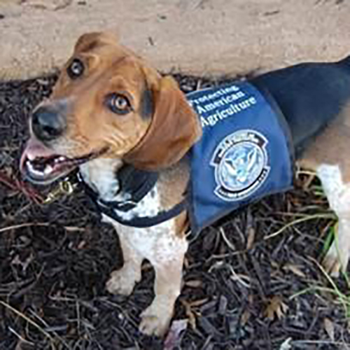 Chex, a member of the 2015 Beagle Brigade.