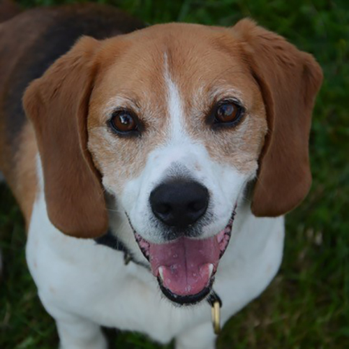 Dodge, a member of the 2015 Beagle Brigade.