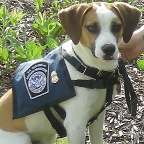 Dudley, a member of the 2015 Beagle Brigade.