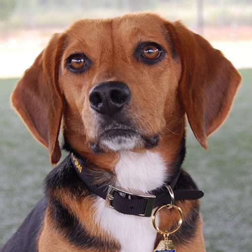 Gibbs, a member of the 2015 Beagle Brigade.