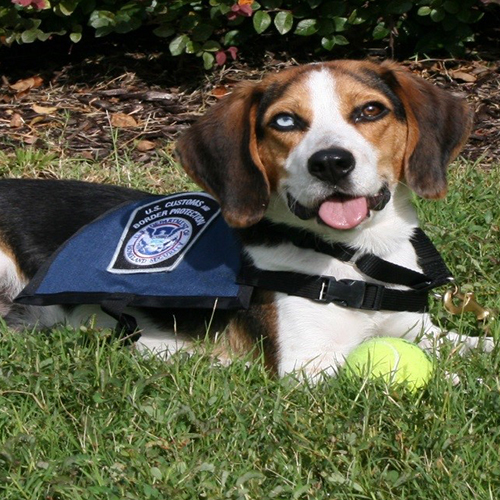 Jarvis, a member of the 2015 Beagle Brigade.