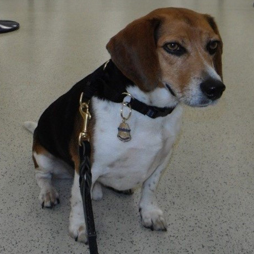 Kingston, a member of the 2015 Beagle Brigade.