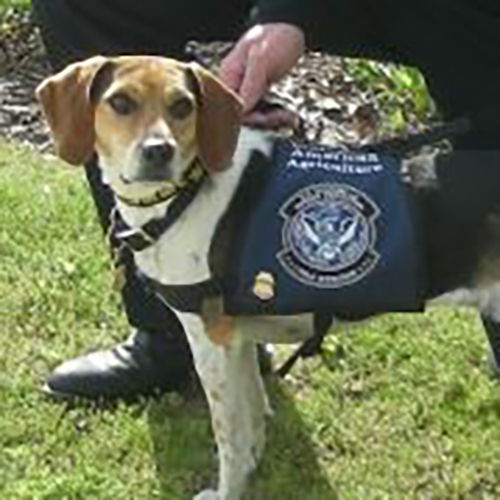 Kinsley, a member of the 2015 Beagle Brigade.