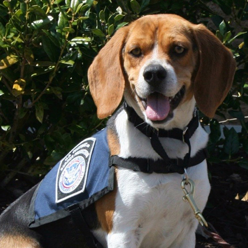 LD, a member of the 2015 Beagle Brigade.