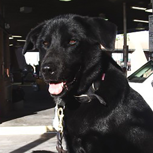 Rico, a member of the 2015 Beagle Brigade.