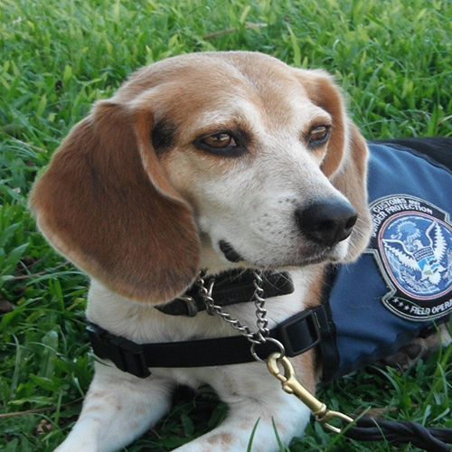 Ringo, a member of the 2015 Beagle Brigade.