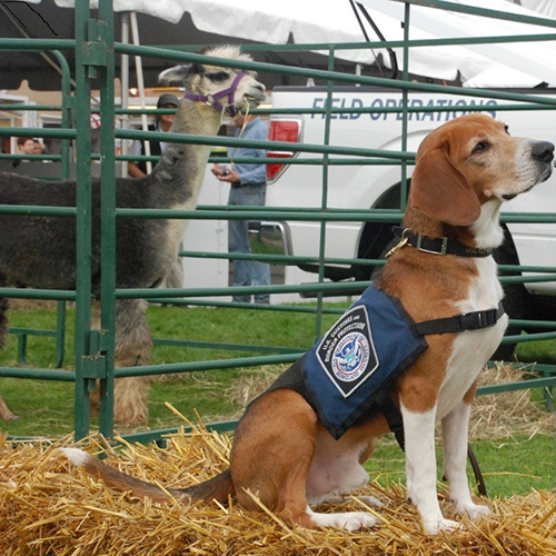 Roscoe, a member of the 2015 Beagle Brigade.