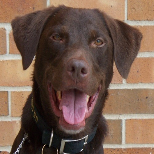Sable, a member of the 2015 Beagle Brigade.