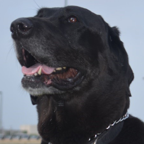Shelly, a member of the 2015 Beagle Brigade.