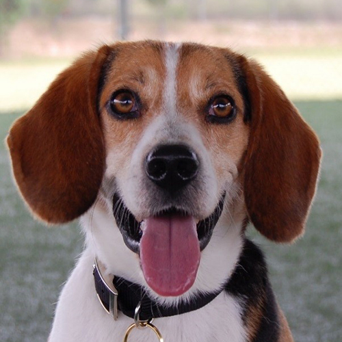 Snoop, a member of the 2015 Beagle Brigade.