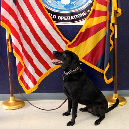 Stocker, a member of the 2015 Beagle Brigade.