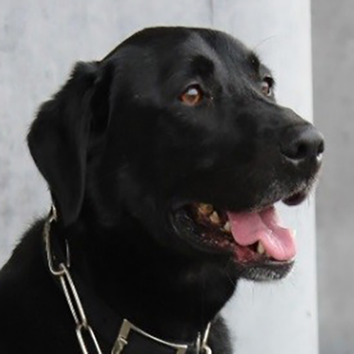 Sugar, a member of the 2015 Beagle Brigade.