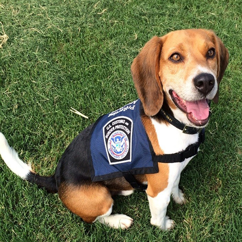 Webster, a member of the 2015 Beagle Brigade.
