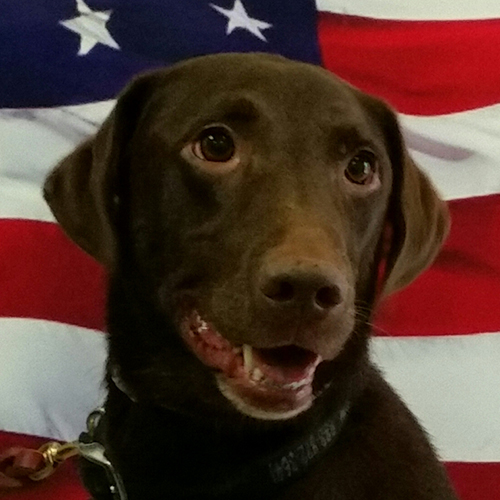 Blaine, a member of the 2017 Beagle Brigade.