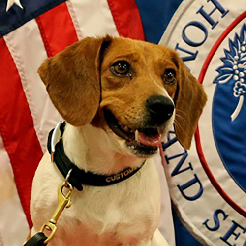 Candie, a member of the 2017 Beagle Brigade.