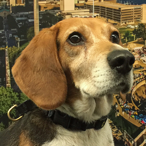 Celo, a member of the 2017 Beagle Brigade.