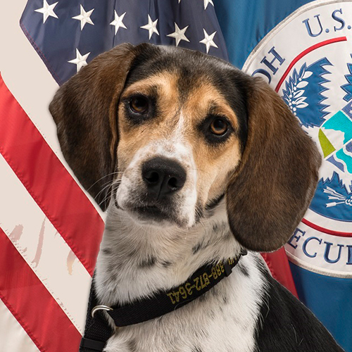 Chevee, a member of the 2017 Beagle Brigade.