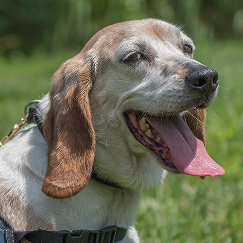 Corky, a member of the 2017 Beagle Brigade.
