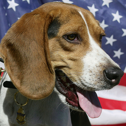 Farley, a member of the 2017 Beagle Brigade.