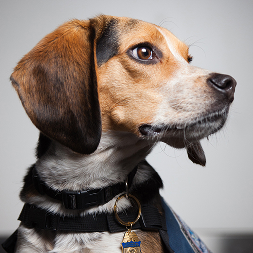 Floyd, a member of the 2017 Beagle Brigade.