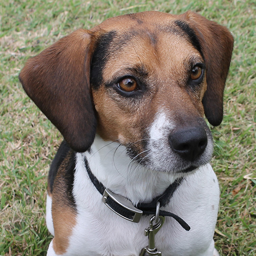 Fresco, a member of the 2017 Beagle Brigade.