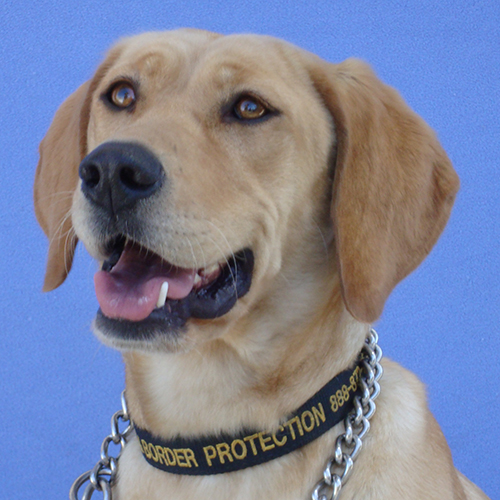 Goldie, a member of the 2017 Beagle Brigade.