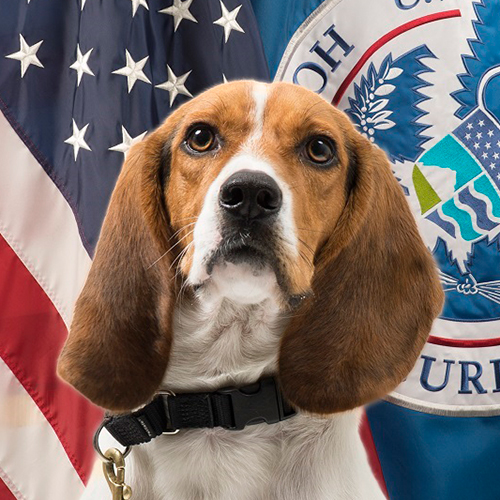 Hardy, a member of the 2017 Beagle Brigade.