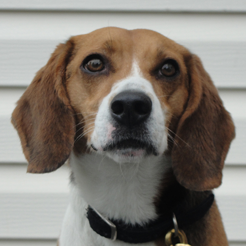 Hudson, a member of the 2017 Beagle Brigade.