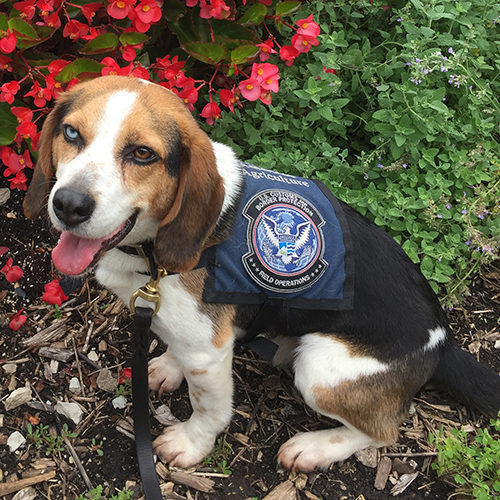 Jarvis, a member of the 2017 Beagle Brigade.